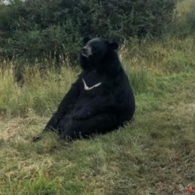 Oscar At Hart Sanctuary