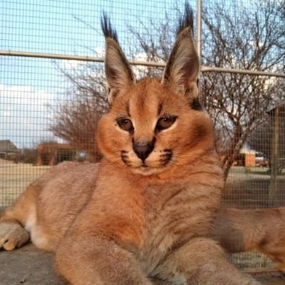 Tara Wildlife Free State South Africa