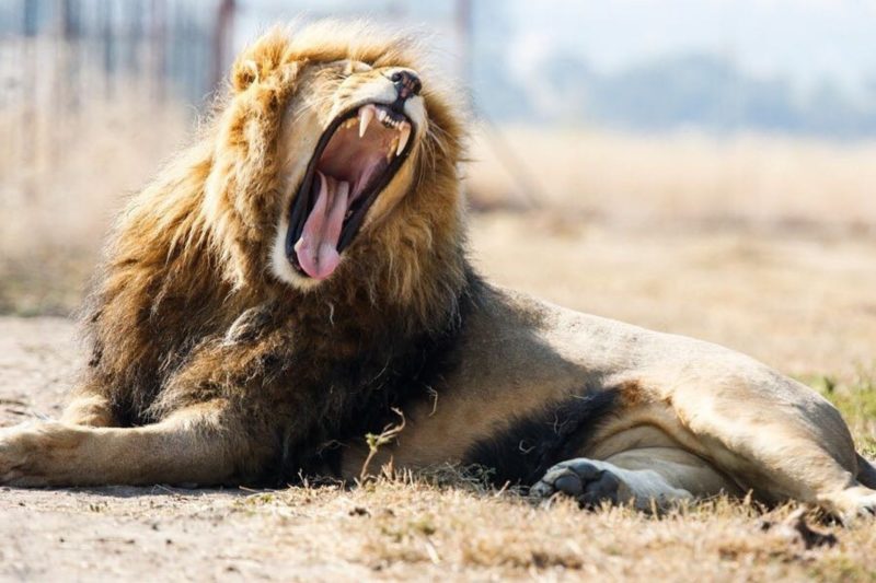 About Us - Tara Wildlife SA